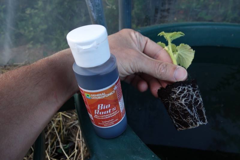 Terra_Aquatica's tweet photo. #bioboosters #nutrients #roots #ghe #hydroponics #bioroots #soil #plants #grow https://t.co/nbXoiJmWw5