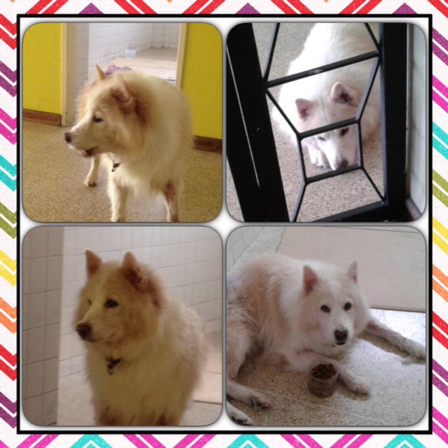 lartran's tweet photo. @apoyocanino favor RT. Alguien lo busca? Tiene collar negro sin ID. Encontrado en Sebucán. Tipo samoyedo. Herido. https://t.co/Kt5HQSZ2IE