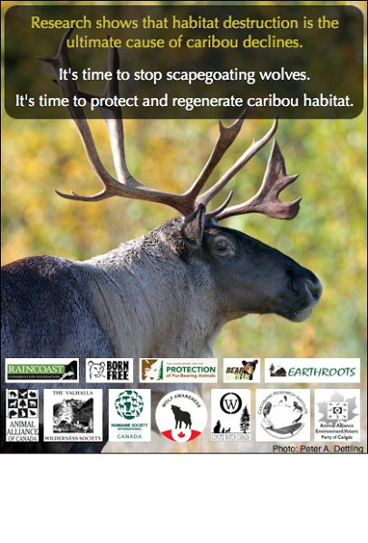 CoyoteWatchCAN's tweet photo. Pls tell #Alberta #abpoli that #Caribou need #ForestsNotFences and #NoWolfCull Comment: https://t.co/VFxMJD68aX https://t.co/HKjr1EuhEE