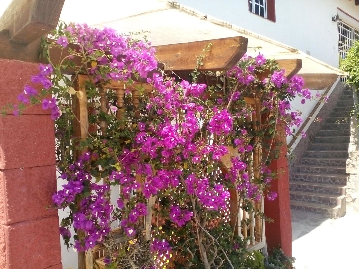 mtjardines's tweet photo. Cuidamos de tu jardín. #jardines #mantenimiento #tenerife #servicios https://t.co/sD1CdFIMp3