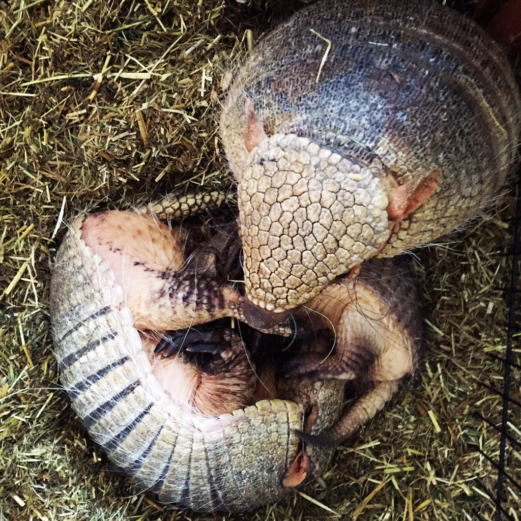 Our armadillo family sure know how to snuggle #family #nighttime #sleepy
