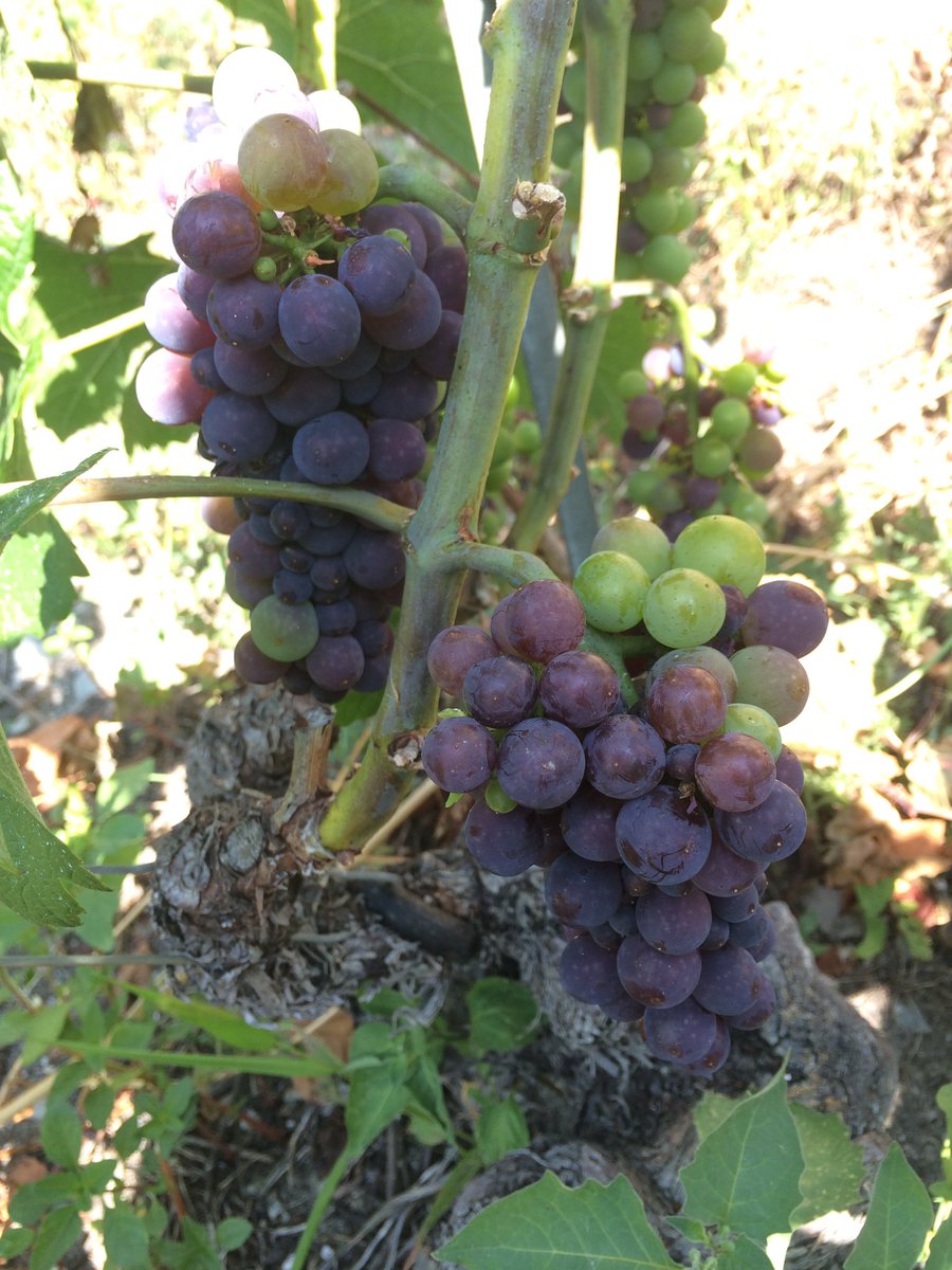 HistoiredEnfer's tweet photo. Début de véraison sur nos #terroirs les plus précoces ! #Vinsduvalais #Millésime2016 #PinotNoir https://t.co/CLO8dppGpD