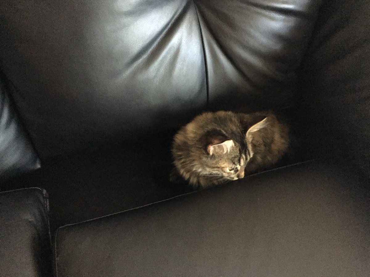 waryrogue's tweet photo. Followed the desperate #meows to find #kitten had burrowed into the couch and got stuck between the cushions. #silly https://t.co/oN5Xyf1MaJ