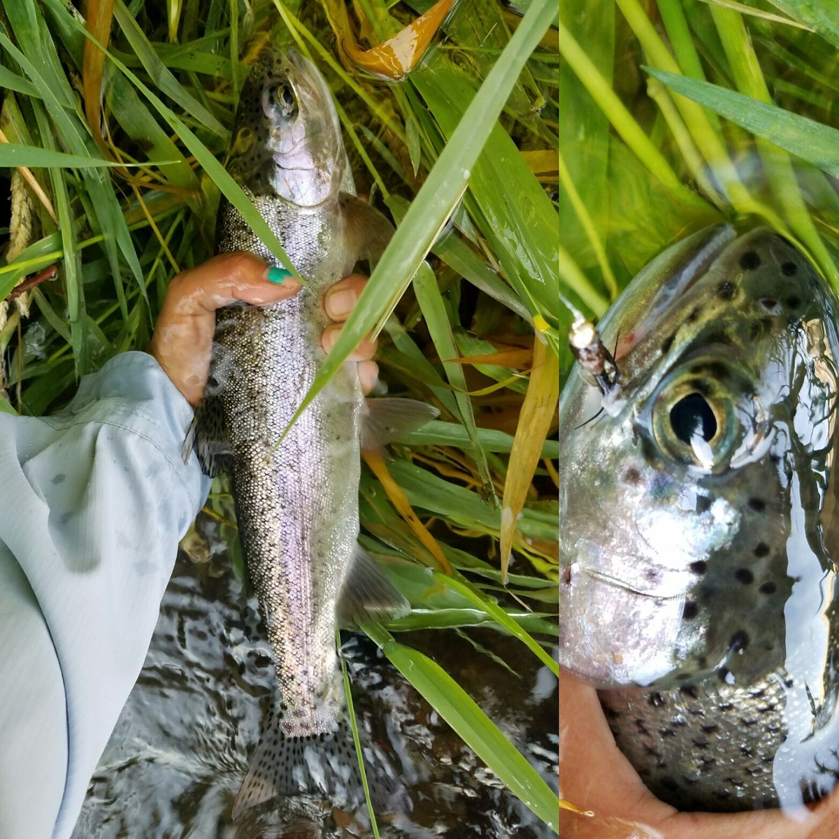 DeschutesGuides's tweet photo. #NativeGuides #Rainbow#AllCatchandRelease #BendingRods #tightlines #westbank #lowerdeschutesriver #CentralOregon https://t.co/NZK7Bx1sfI