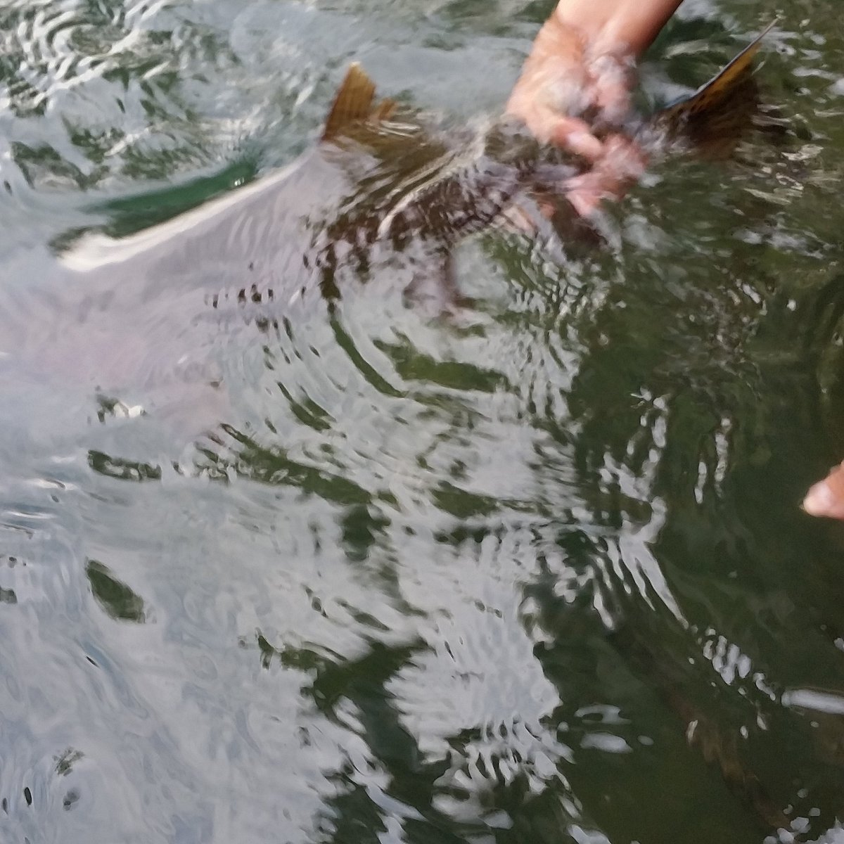 DeschutesGuides's tweet photo. #AllCatchandRelease #NativeRedside #NativeGuides #littleleaffishingfamily#westbank  ##littleleafguides https://t.co/yBpF2v2xU1