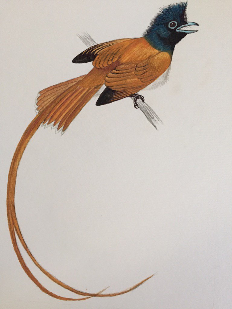 Feathers by Zach (@feather_by) / Posts / X