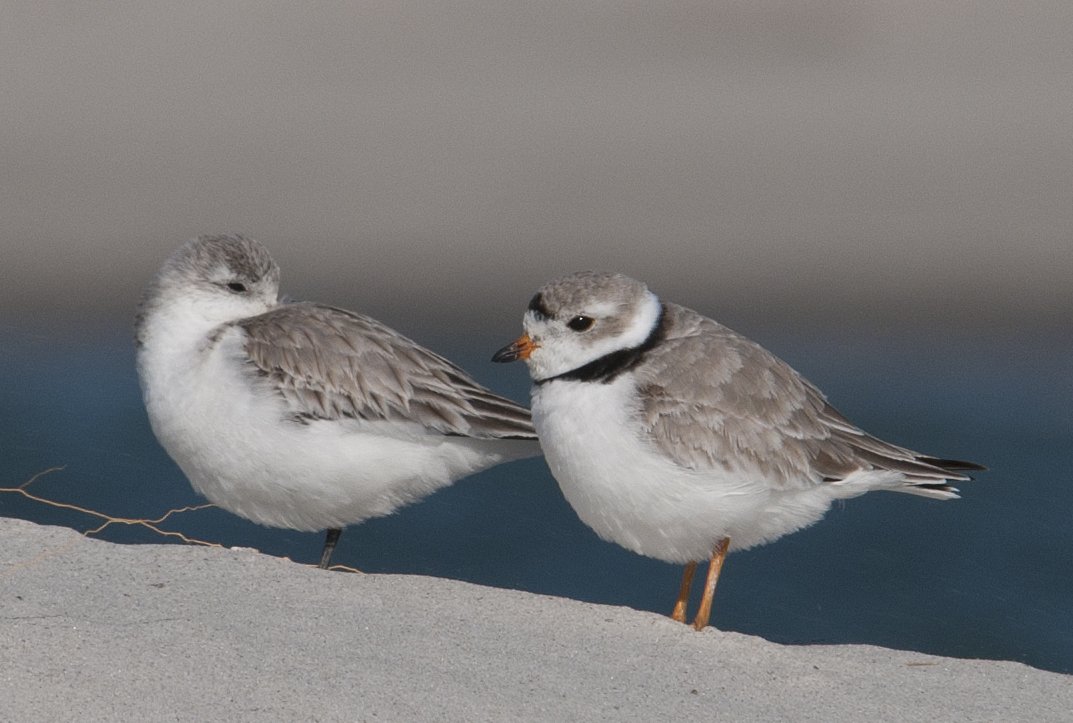 AudubonNC's tweet photo. A terminal groin at #RichInlet will harm specialized habitat for #endangered #shorebirds. https://t.co/br5MXM34CG https://t.co/zC13AI1v5B