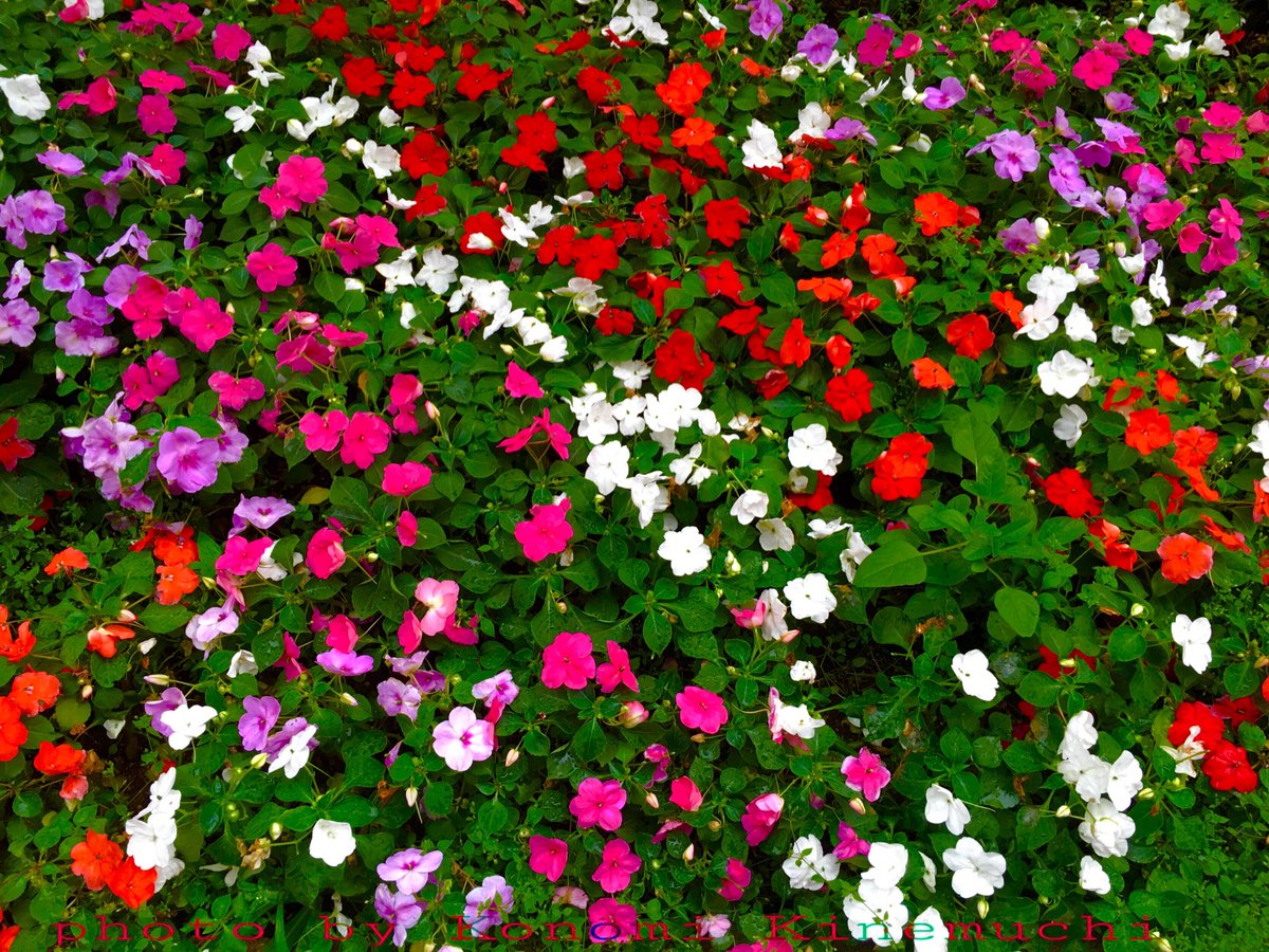 TsuyouKk's tweet photo. Many many thanks to all my tsufriends😍💖

#originalcontent #myphoto #Konomin_flower... https://t.co/nBYPrTiGx3 https://t.co/W5y88Pumnj
