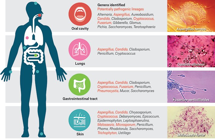 cenmag's tweet photo. We've made peace with our bacteria, but how about the fungus among us? On the mycobiome: https://t.co/omT259gDw8 https://t.co/kq39mWkQ3q