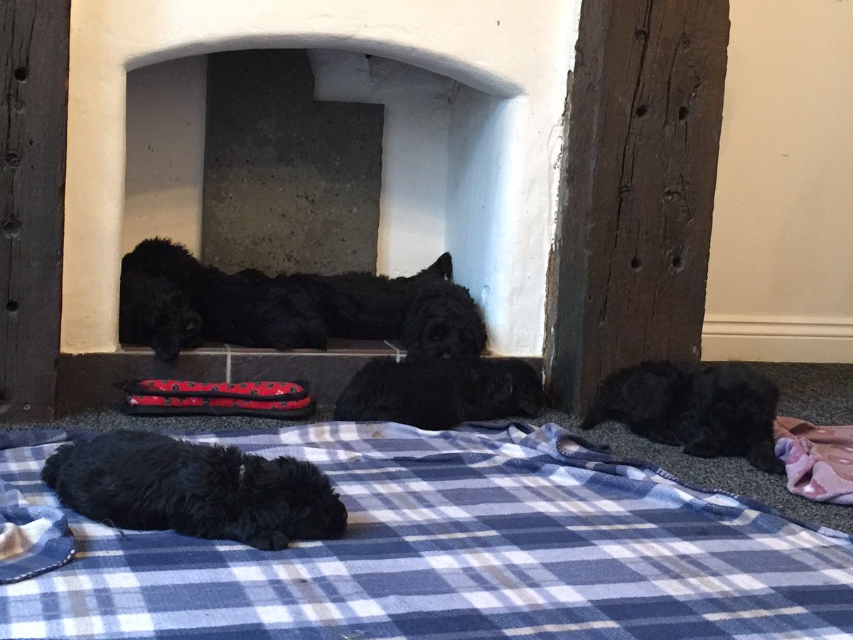 cruciallyK9's tweet photo. How many puppies do you see??? @jayneroberts16 @victors38 @DaisyPink223 https://t.co/qQ4kOQdKXl