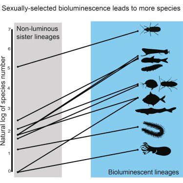 UCSB_OakleyLab's tweet photo. Sexual Selection drives speciation - evidenced by luminous courtship. Final pdf https://t.co/tfTlUMObGD @eaellis_ https://t.co/5ZBXsfIzGl