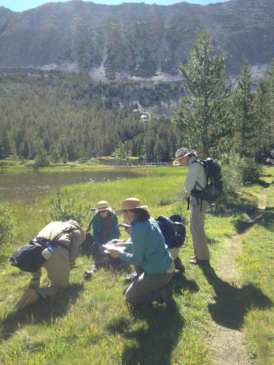 AskACABotanist's tweet photo. Day 3 of our #Flora of Rock Creek workshop: Eastern Brook Lakes. Did somebody say #Botrychium? #moonwort #botany https://t.co/CCpPQNiYBg