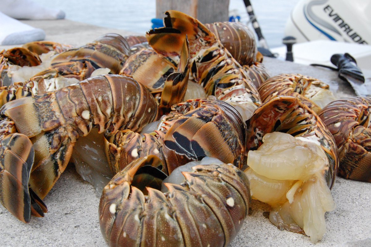 MyFWClife's tweet photo. Time to melt the butter! TOMORROW is the start of #lobster sport season! https://t.co/TMYEbT258Q https://t.co/Ilhij8GXvp