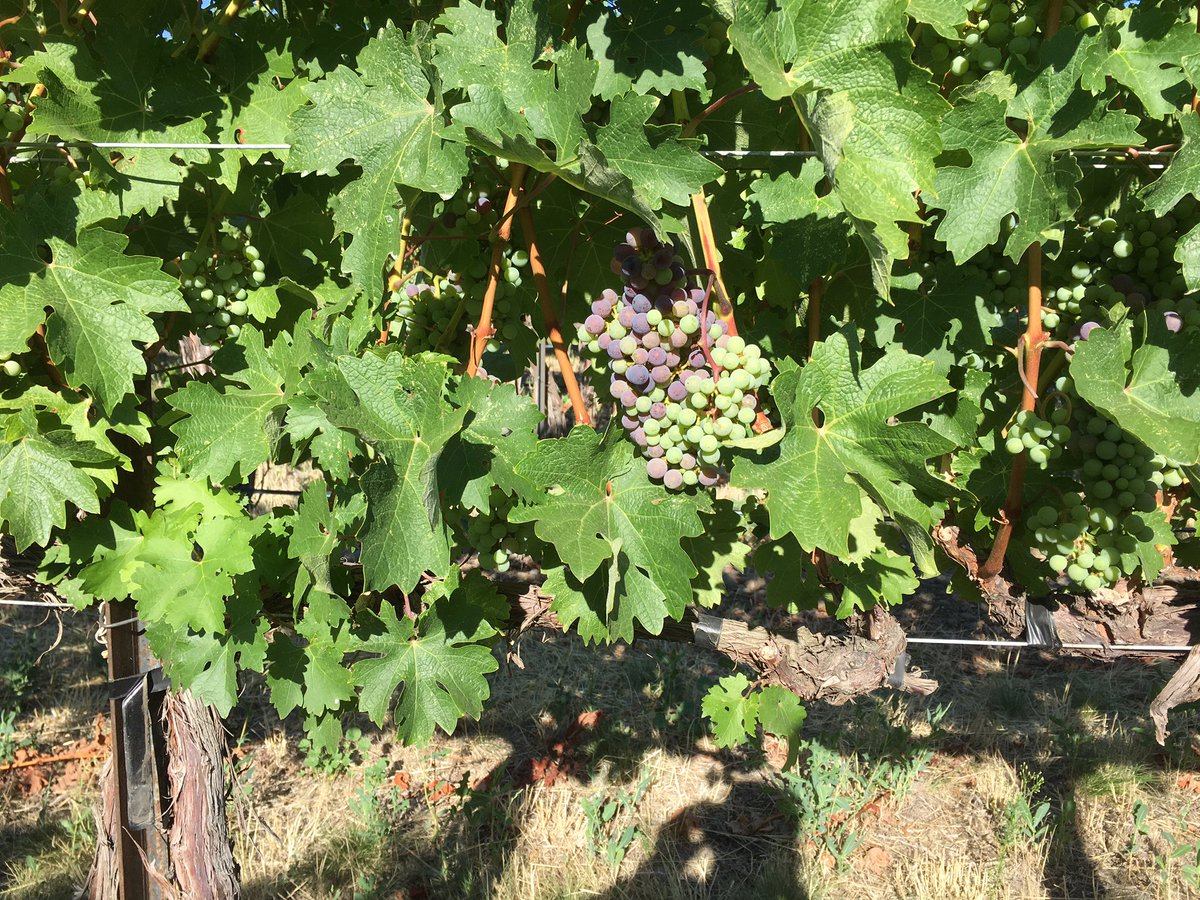 Lots of veraison (color change) going on in Walla Walla! Harvest 2016 is on its way fast!