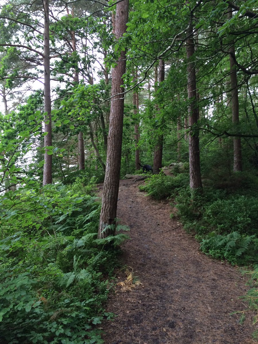 larchhousebike's tweet photo. Dalbeattie woods lucky to have it on our doorstep #7stanes #STpremier #bikefriendly #dogfriendly https://t.co/2U88qN5S80