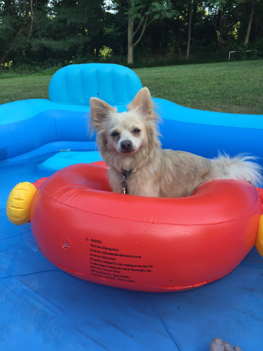 puffinsstuff's tweet photo. @RSandk9s https://t.co/zTybUue001