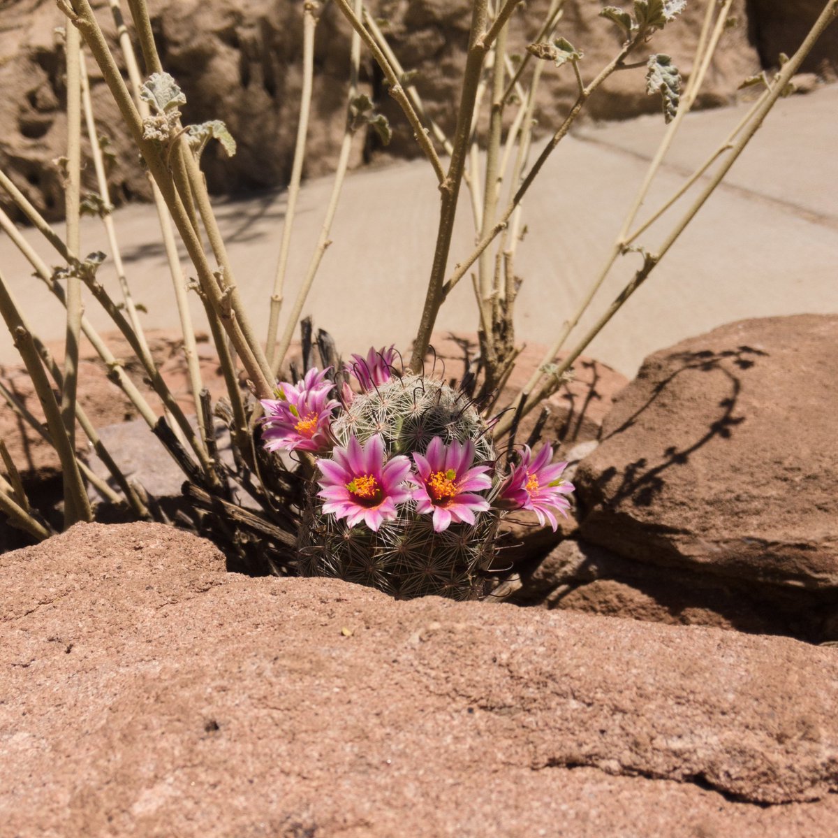 Boyce Thompson Arboretum tweet media