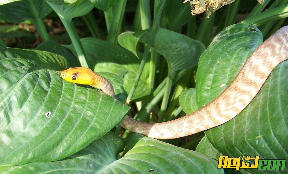 Repticon's tweet image. #Repticon picture of the day!! #womapython