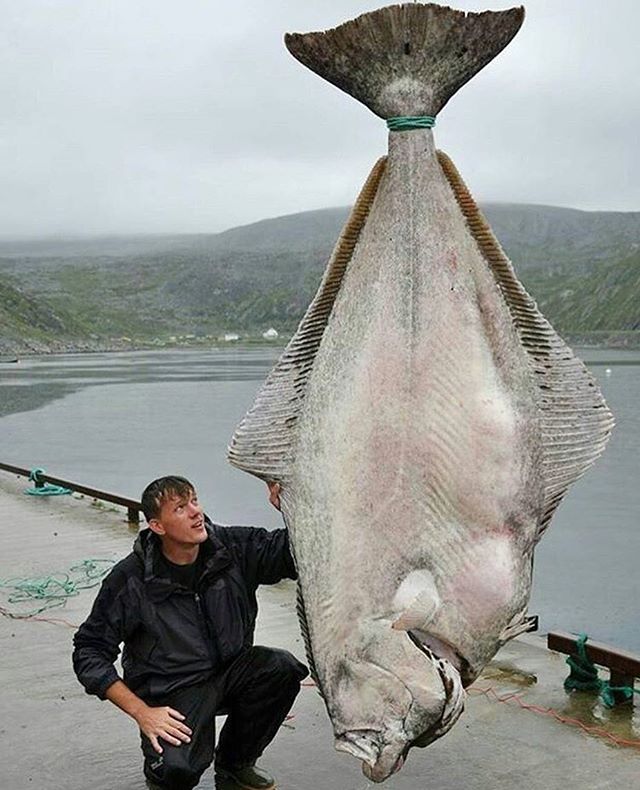 LureBoats's tweet photo. HOLY HALIBUT #LureBoats https://t.co/NNnN3zeA61