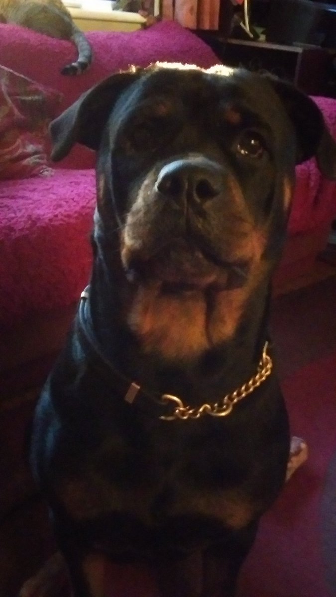 Michellecstitch's tweet photo. I'm very tired Good Night everyone thanks so much for the rt and follow😘let's pray more lost pets are found ❤🐾🐶🐾😸🐾😴💤 https://t.co/g3ox2CQg7P