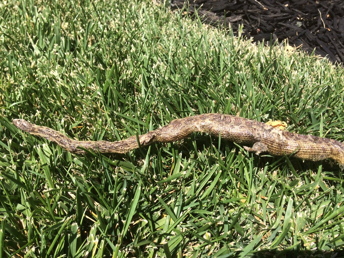 TavisNation's tweet photo. #terminix #terminixlife #snakeinthegrass look at the rat trying to eat it's way out of the stomach..... https://t.co/hUwJEGEVUC