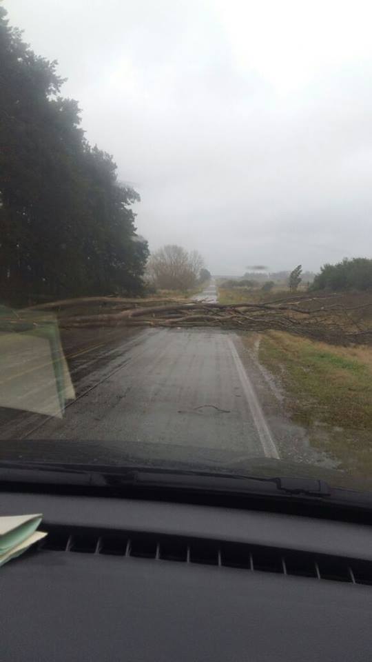 #Florida La caída de un árbol interrumpió el tránsito de la ruta 12 al km 5. Ya fue retirado (via: Federico García)
