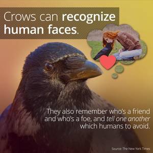 1shawnster's tweet photo. Crows Can Recognize Your Face And Remember You Afterwards #SmartCrow #MalliardReport  https://t.co/QlSyFpAY9T https://t.co/1vmP9Q8KQv