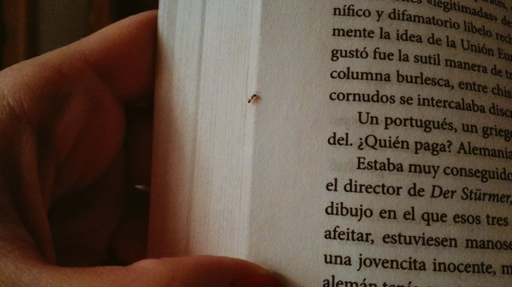 TASTECLO's tweet photo. un minúsculo merodeador ha pasado a saludarme (y distraerme con su bailecillo entre los caracteres) https://t.co/muQJOHZdNF