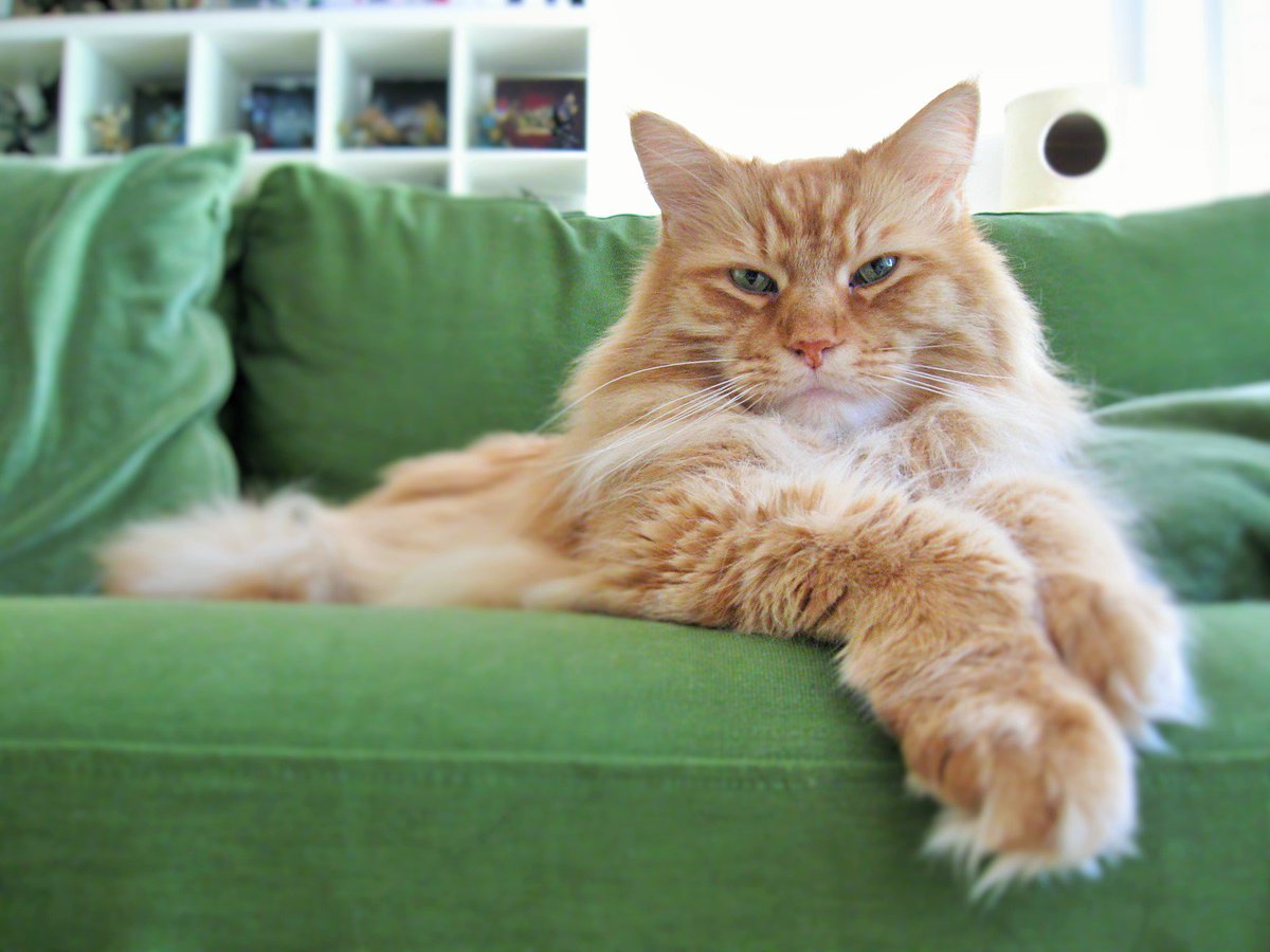 MPerfiljeva's tweet photo. Meet Augustus Aurelius (seriously, that's his name) #elearningpets https://t.co/A0GFTAYy4D