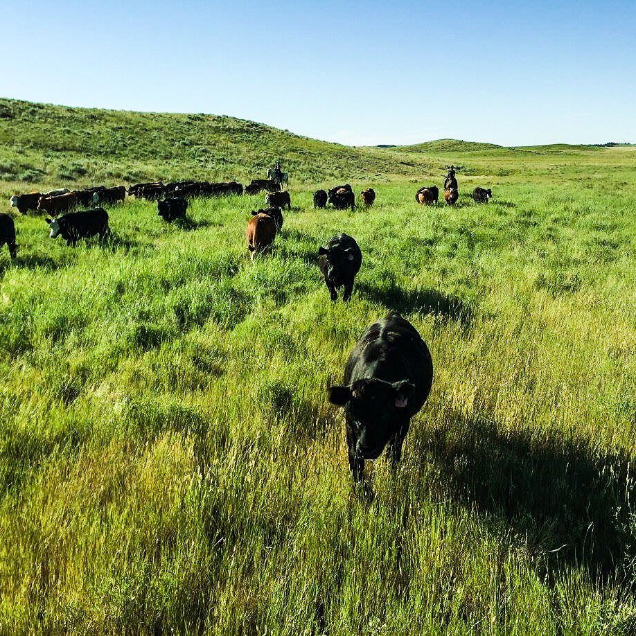 ranchlogs's tweet photo. It's not the #grass you take, it's the grass you leave, that allows you to grow more grass! #beefbusiness #ixranch https://t.co/IhcJEzLmyF