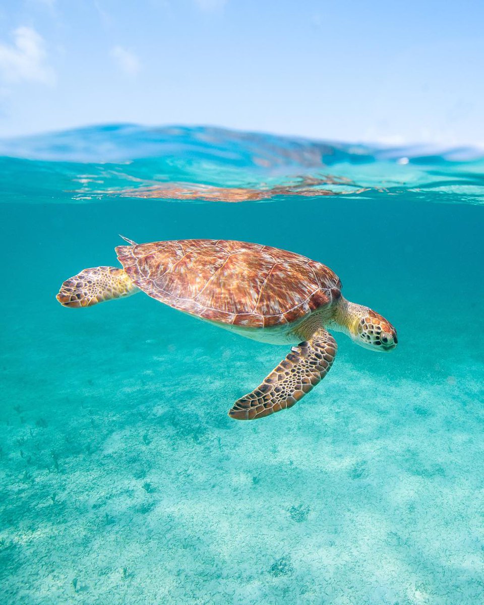 capturebeyond's tweet image. Ambassador Will Chorvat is road tripping across America. This guy's photography and passion for conservation is 👍🏼💯