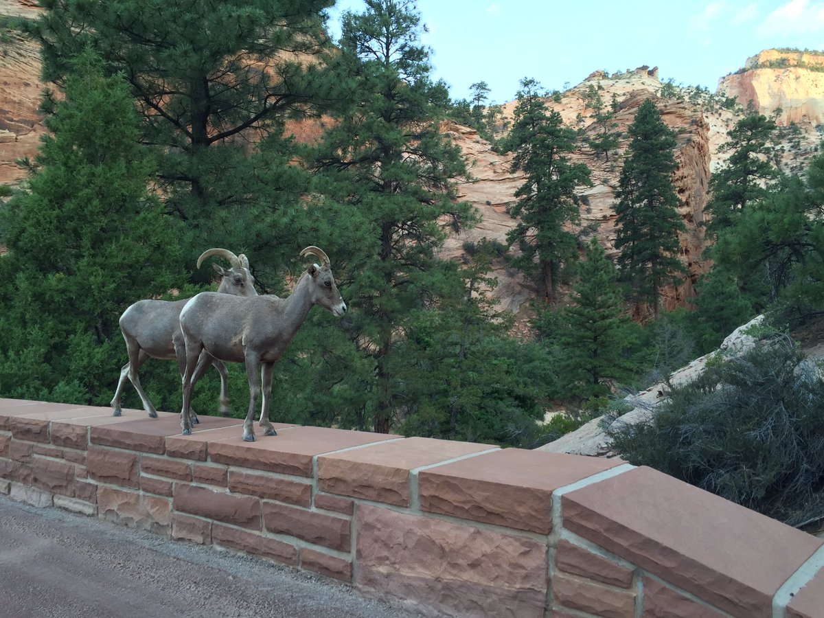 brenthoman12's tweet photo. Today I met these bighorn sheep and we immediately became best friends. They both ran away but they will be back 😏 https://t.co/d1DxnlB3Fd