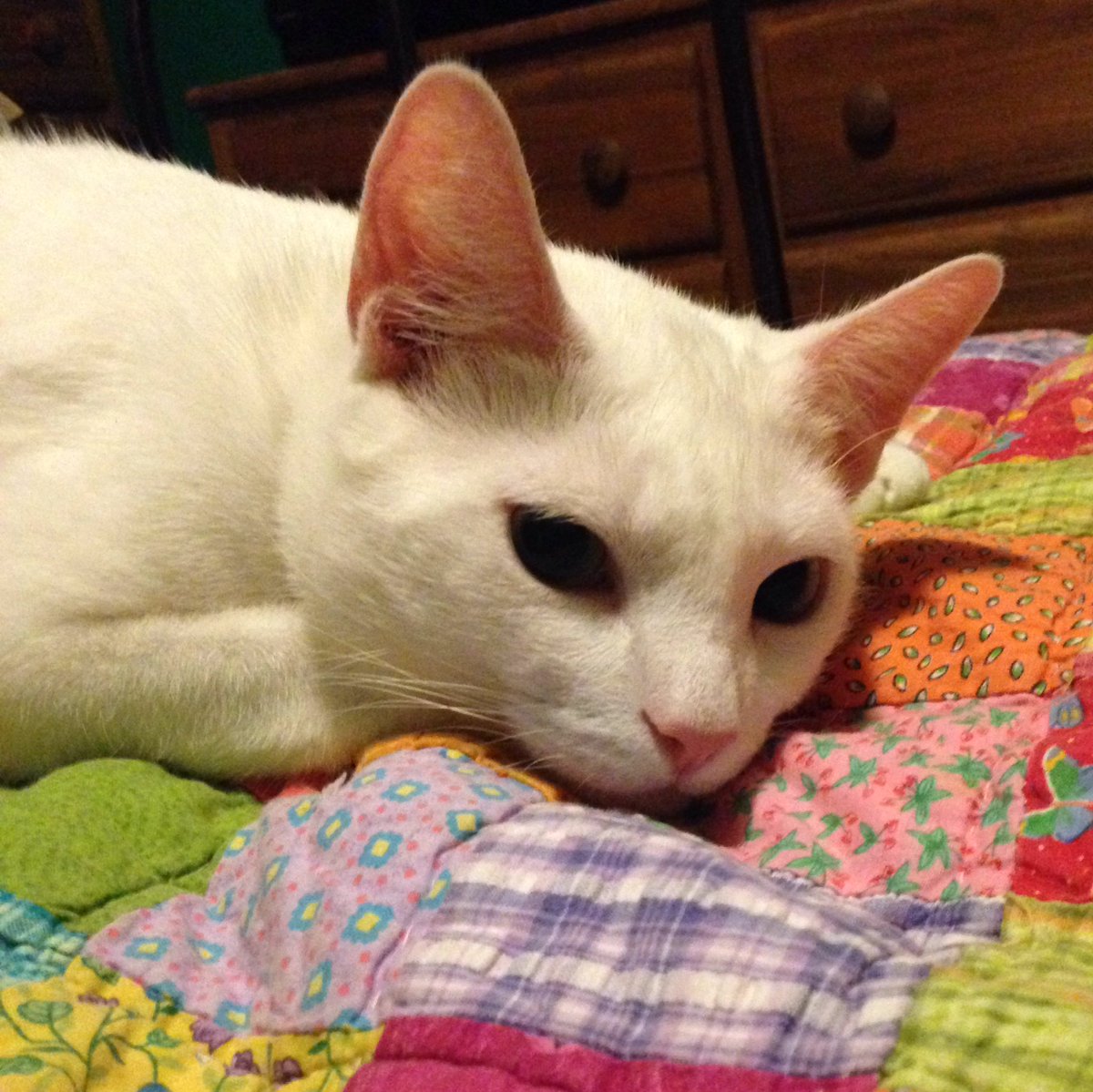 LorLovesMangos's tweet image. #Atreyu is sad because the catnip has been put away #NipHead 😂😂