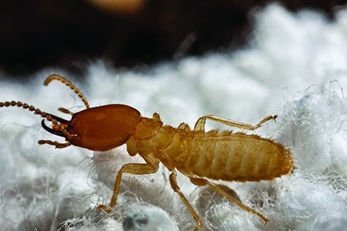 elliethetermite's tweet photo. #TermiteFact Formosan termites are a type of subterranean termite that nests within the soil. https://t.co/SYHdG8rIbd