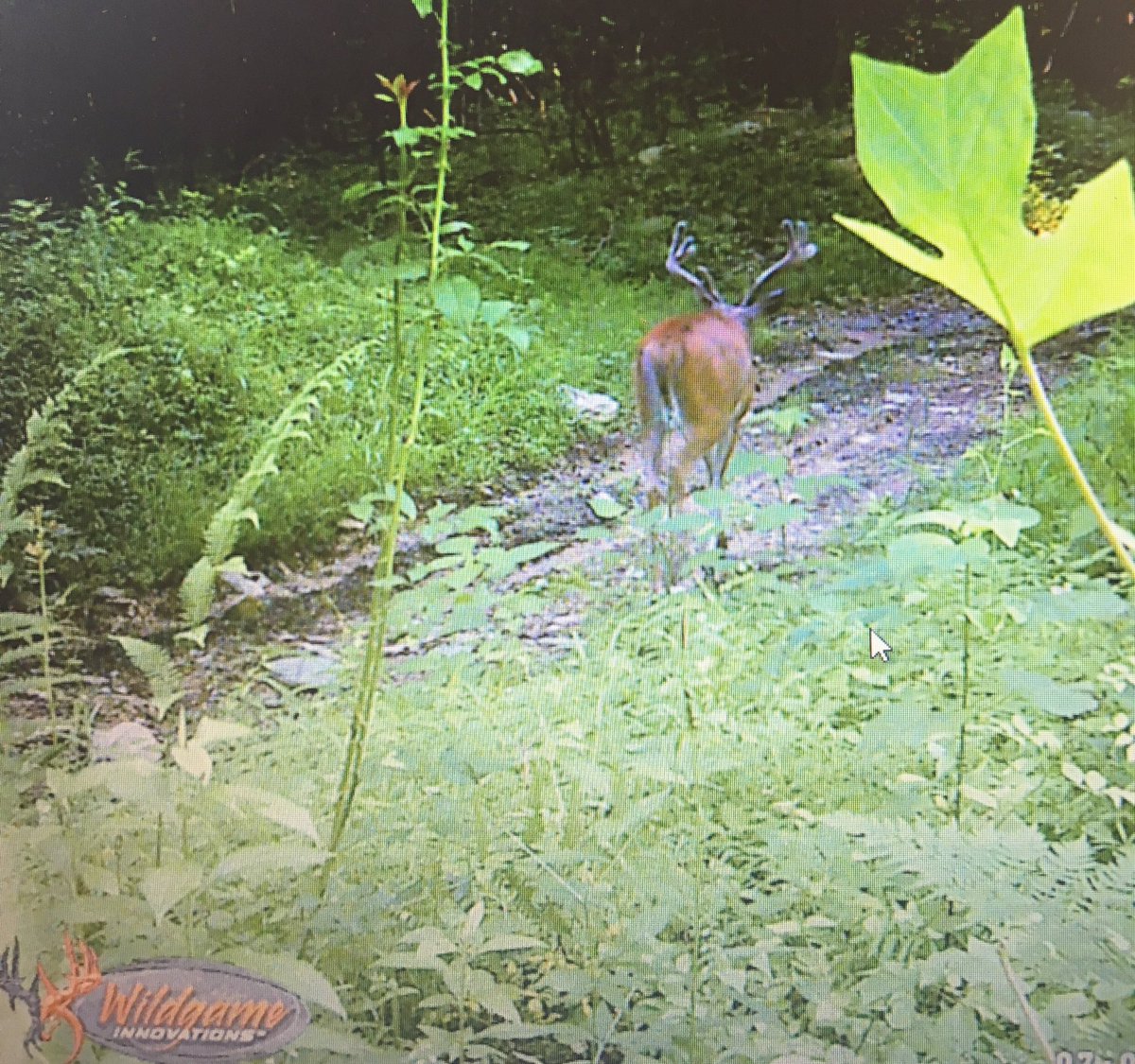 Artemis_guides's tweet image. Meet Rudolph our #1 hitlister #TrailCamTuesday #buck #stud