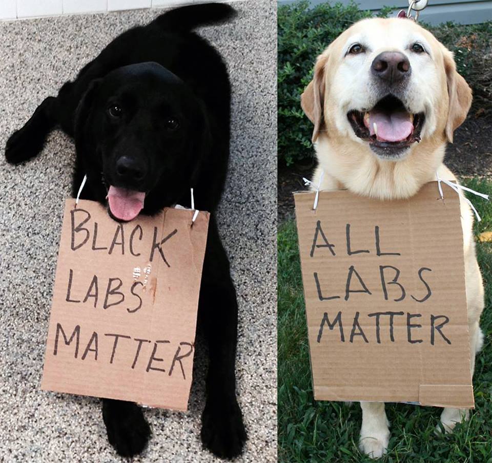 Dillitia's tweet photo. #pupstep https://t.co/E8K1b8eU8D