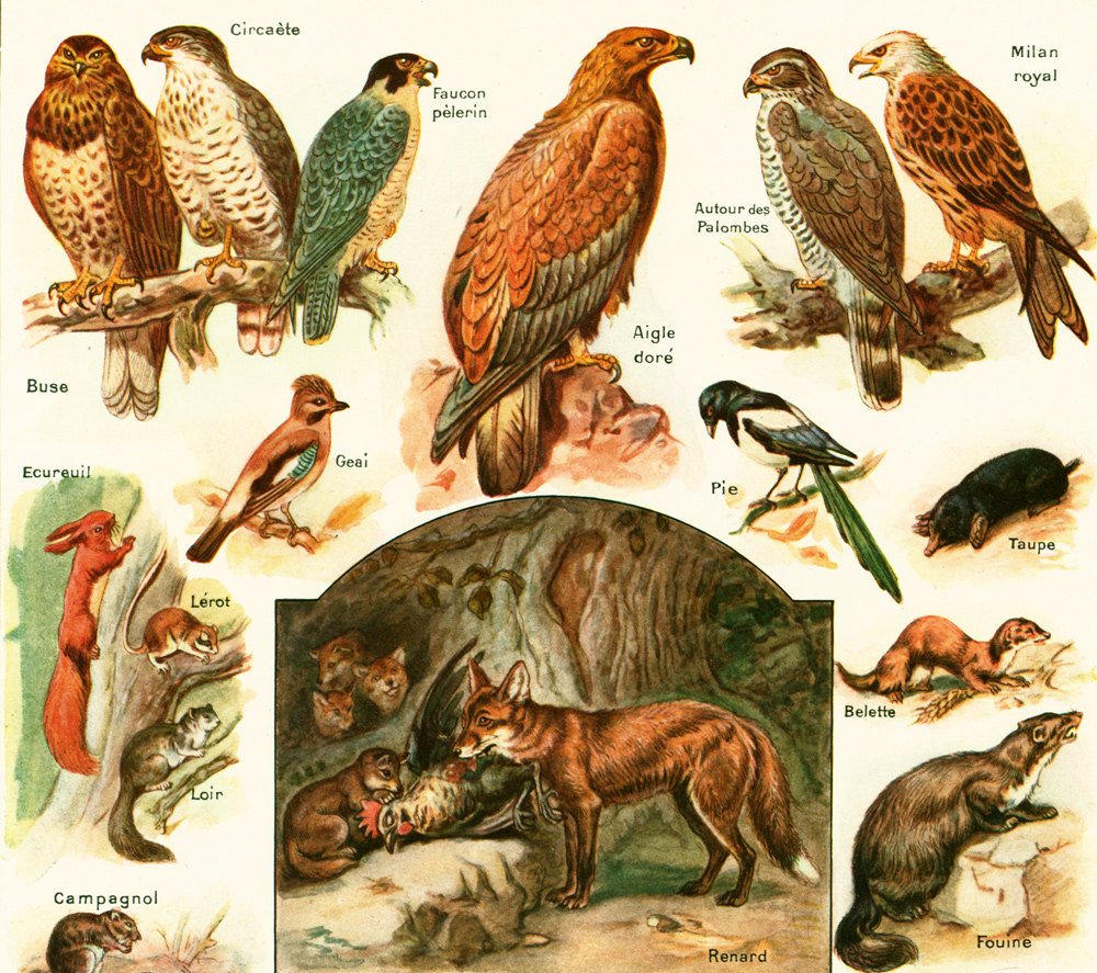 sofrenchvintage's tweet photo. 1922 Antique Wild Animal Print, Vintage Fox print, French F… https://t.co/zSsVbGVdSH #sofrenchvintage #SquirrelPrint https://t.co/X6qo6Zp6fE