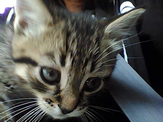 GuelphLostPets's tweet photo. Sniper's missing! Male tabby kitten last seen July 21 Auden Rd &amp; Watt St area #guelph https://t.co/WZO2uRnxQu https://t.co/kQnCap80xe