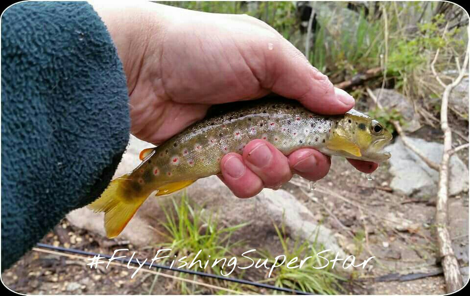 __IrishDoc__'s tweet photo. #NativeColoradoBrownTrout #OnTheFly #ERDOC #FlyFlishingSuperStar https://t.co/w12S0isjso