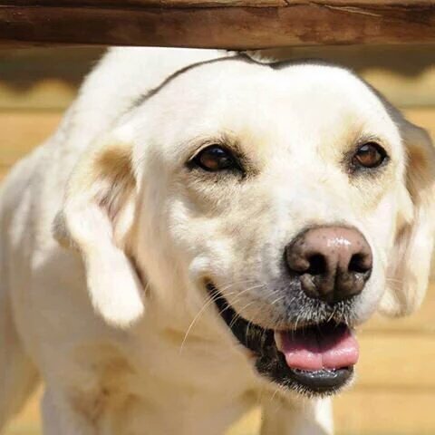 #Rex busca hogar, su dueña falleció interesados llamar a Vivian +56 9 9419 7482 DALE RT PORFA