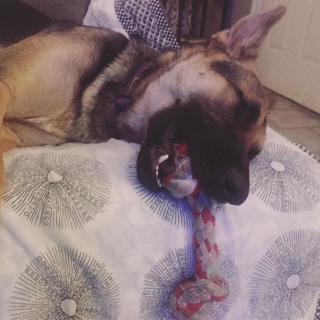 ShaiGermanShep's tweet photo. Sometimes you just gotta sleep with your toy in your mouth. #securityblanket #bigsofty #gentlegiant https://t.co/vQVLCd0T4f