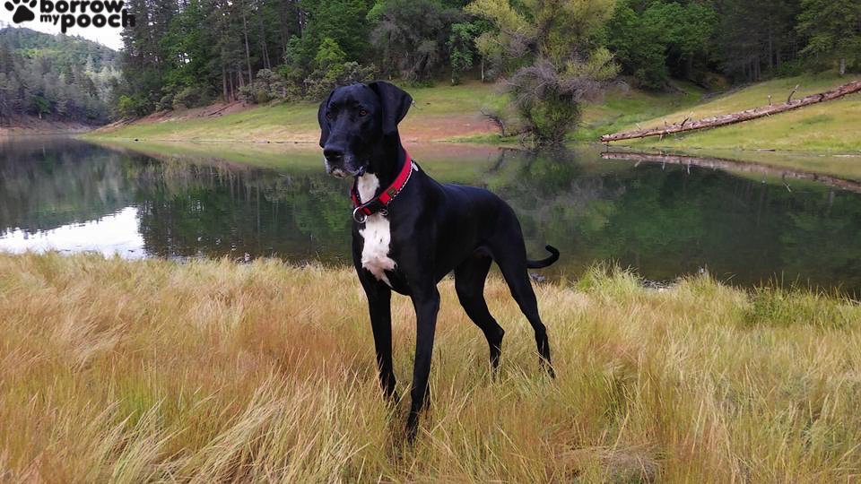 It's #WoofWoofWednesday which means it's nearly the weekend! ow.ly/WwVo3025F81
