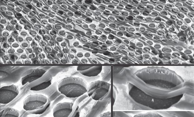 IEEE Spectrum (@ieeespectrum) on Twitter photo Promise of Nanowires in Optoelectronics Realized By Getting Them Connected trib.al/8d7tezu Promise of Nanowires in Optoelectronics Realized By Getting Them Connected trib.al/8d7tezu