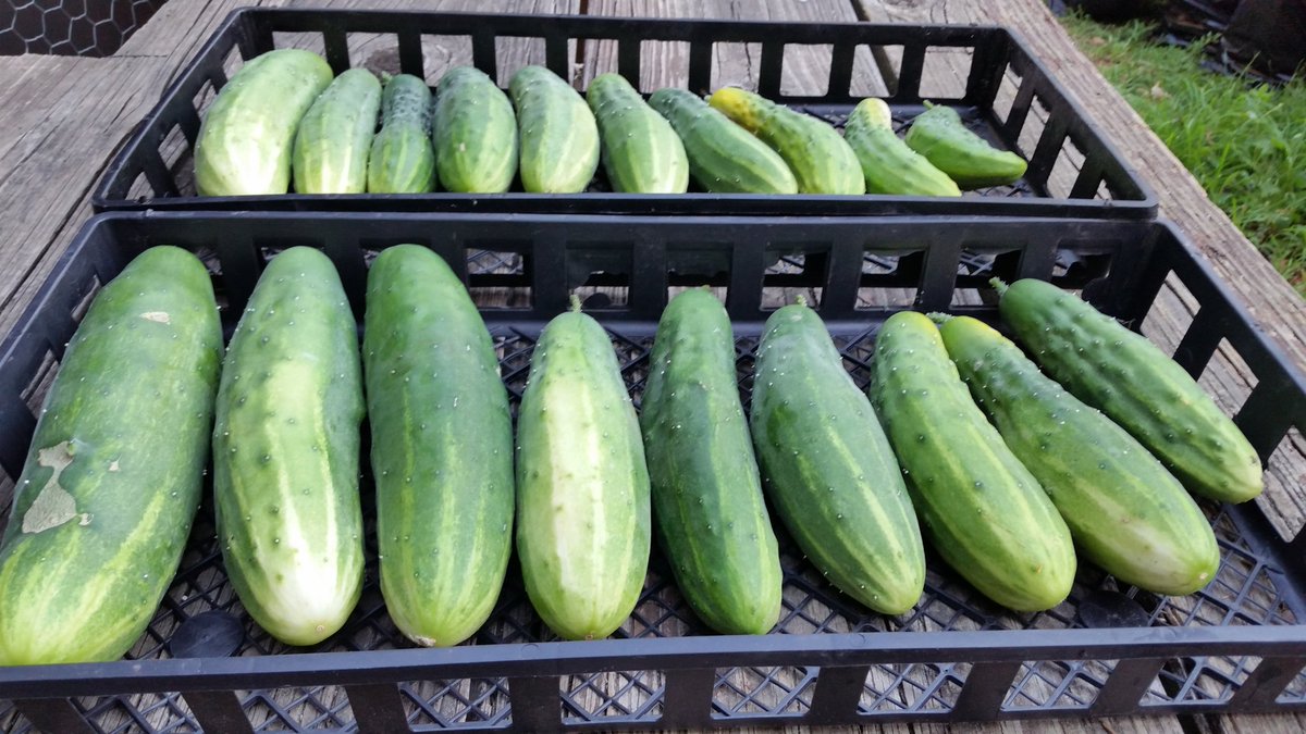 ena_mcpherson's tweet photo. At our Gardens we grow Food & Flowers to feed our Community body & Soul #notonlyflowers #UrbanAg #eatlocalfood! https://t.co/ikRXV97KcC