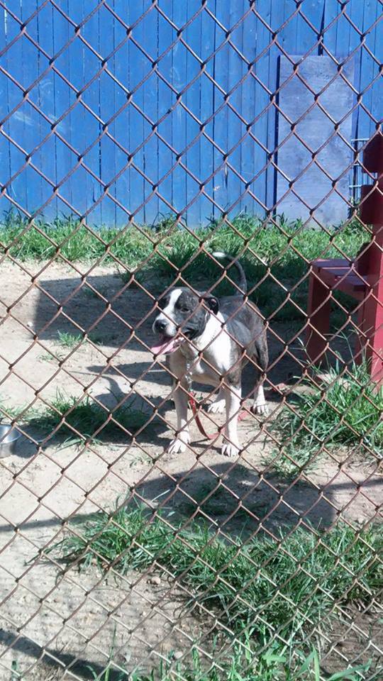 LostFoundPetsNJ's tweet photo. FOUND DOG! Female, no collar. Found Lawnside. Pick Up Voorhees Animal Orphanage. 856-627-9111 https://t.co/folYR6mJoP