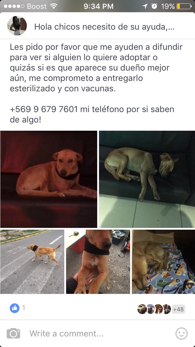 #buscahogar #enadopcion #chile