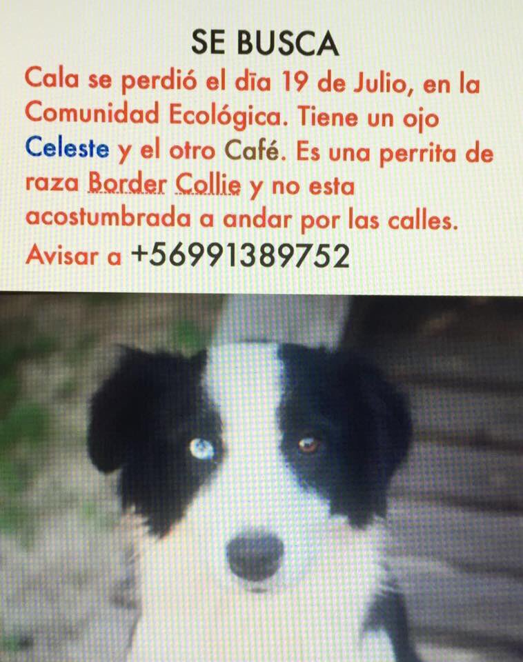 #sebusca #perdido #chile
