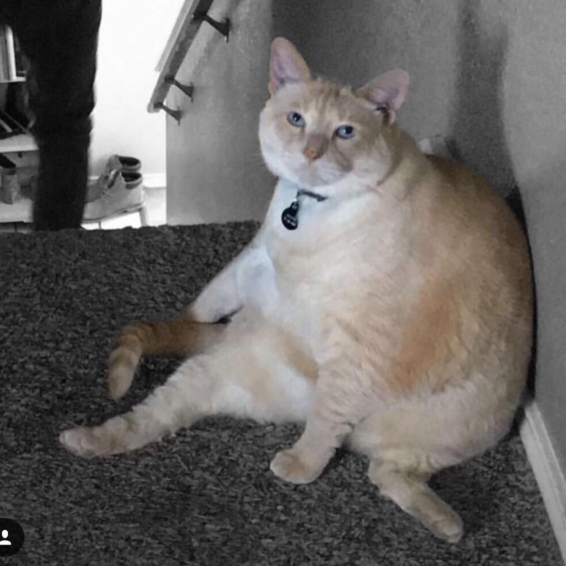 Zach Clayton on Twitter "Guys, why is my cat so fat 😳 https//t.co