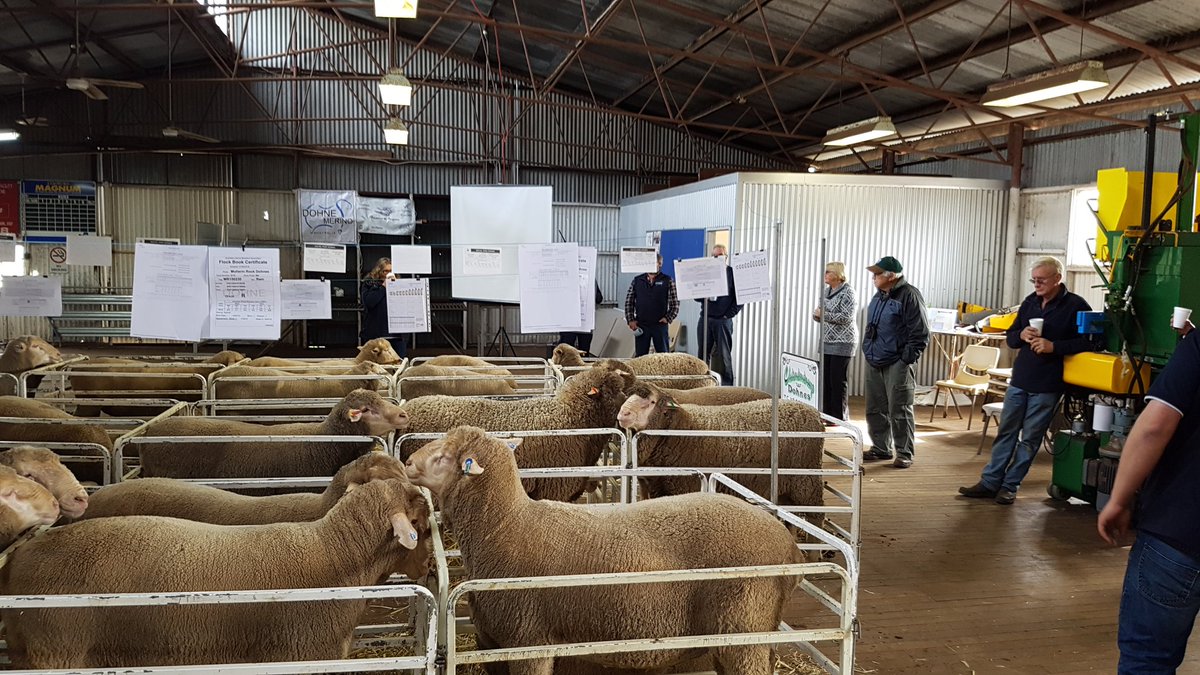 carlylongy's tweet photo. Dohne Sire Day. In partnership with Muresk Institute. #MollerinRockDohnes #dohnes # #Muresk https://t.co/3KbaYrqmSs