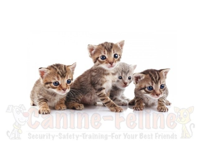 CanineFeline2's tweet photo. Cutie #kittens !! 
https://t.co/1R3aOfHUH4 https://t.co/UAQ1rtedDf